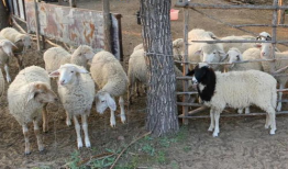 羊圈吃瓜爆料图片搞笑版,笑料横生，爆笑瞬间来袭！